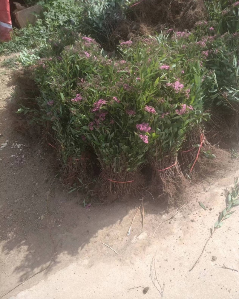 绣线菊苗价格优惠可视频看货