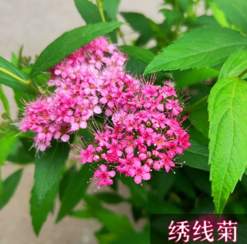 绣线菊苗价格优惠可视频看货
