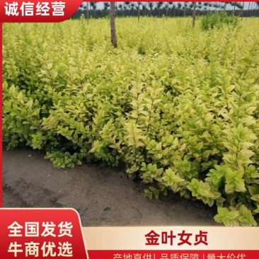 金叶女贞苗质量保证