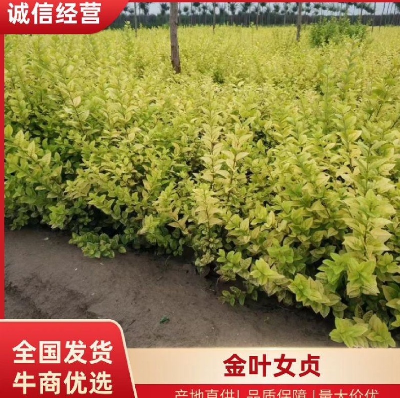 金叶女贞苗质量保证