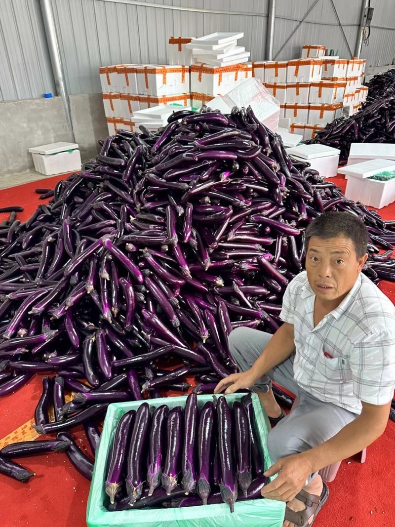 茄子精品紫长茄烧烤茄产地直发货源充足价格美丽