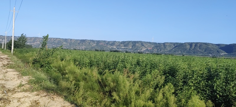灵宝精品洋姜，洋生姜，菊芋，大量上市中，源头种植直供预订