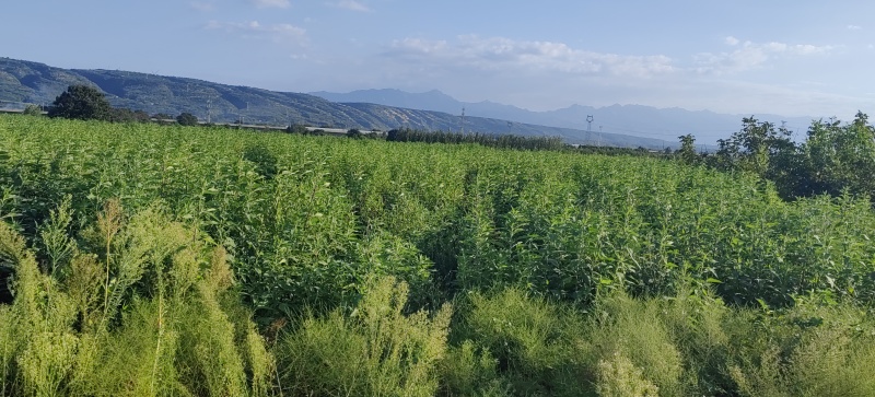 灵宝精品洋姜，洋生姜，菊芋，大量上市中，源头种植直供预订