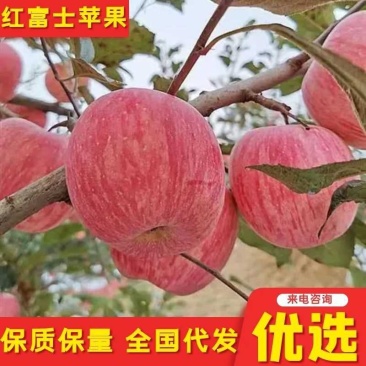 【热销红星】精品红星苹果/山东红星苹果价格