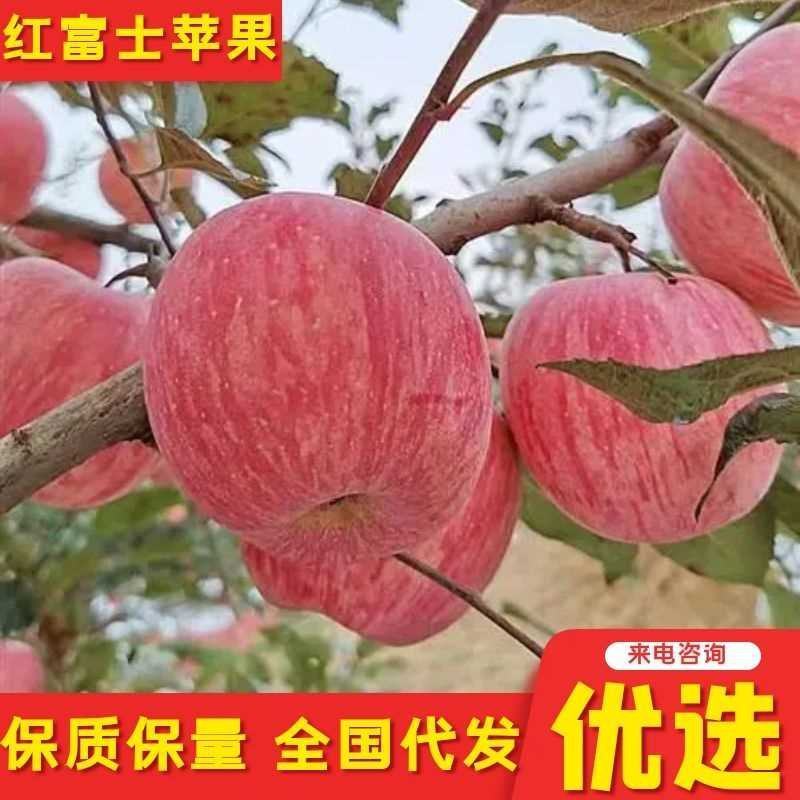 【热销红星】精品红星苹果/山东红星苹果价格