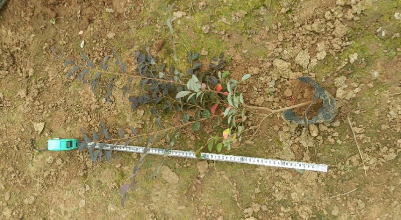 红花继母苗量大价格实惠可视频看货