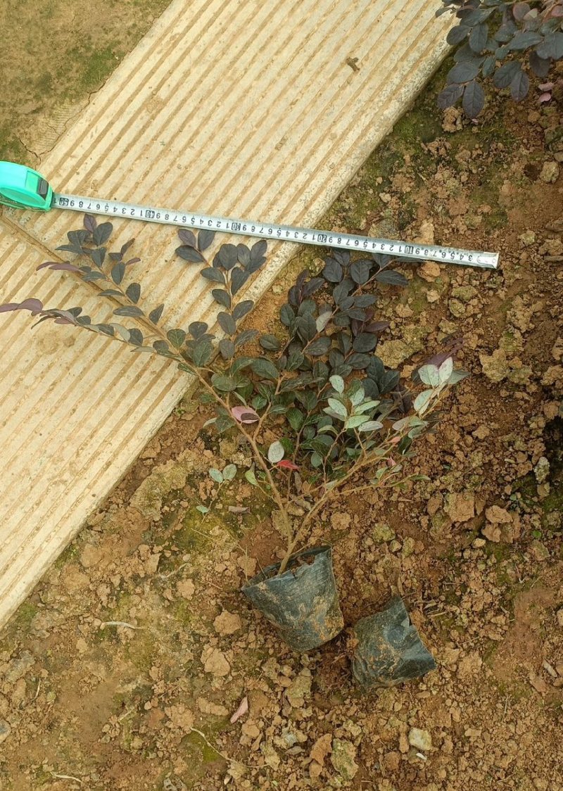 红花继母苗量大价格实惠可视频看货
