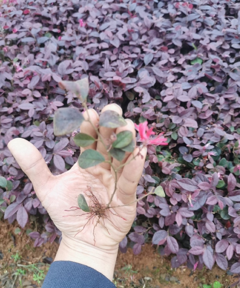 红花继母苗量大价格实惠可视频看货