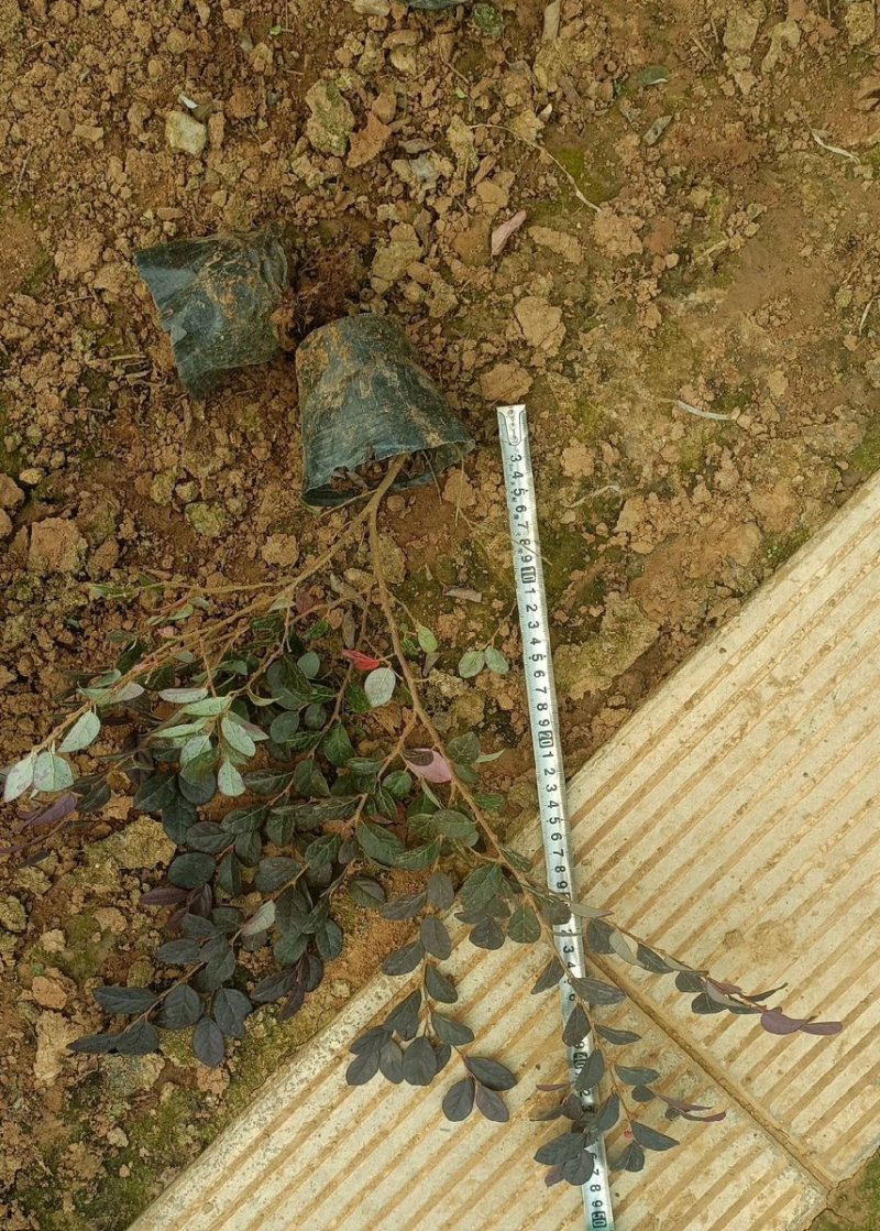 红花继母苗量大价格实惠可视频看货