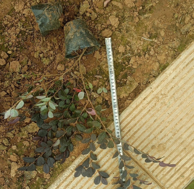 红花继母苗量大价格实惠可视频看货