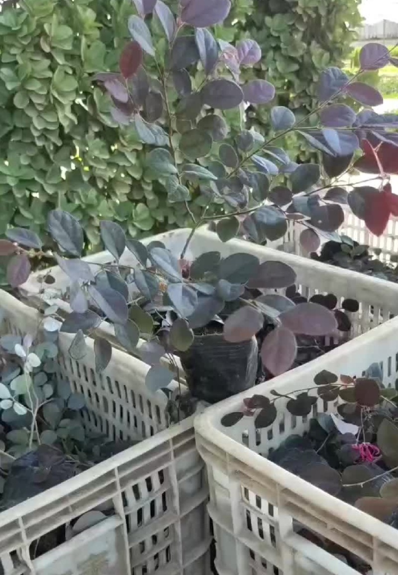 红花继母苗量大价格实惠可视频看货