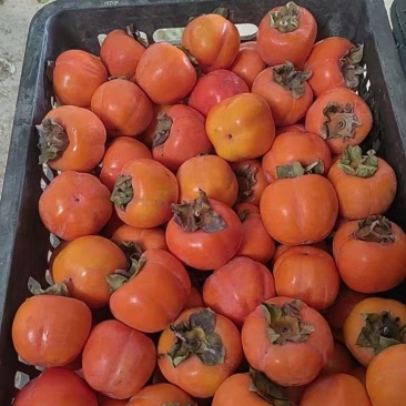 【推荐】红灯笼柿子一手货源供应市场商超电商量大价优