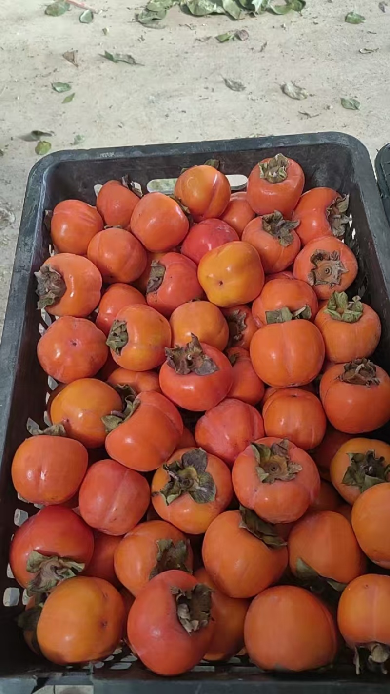 【推荐】红灯笼柿子一手货源供应市场商超电商量大价优