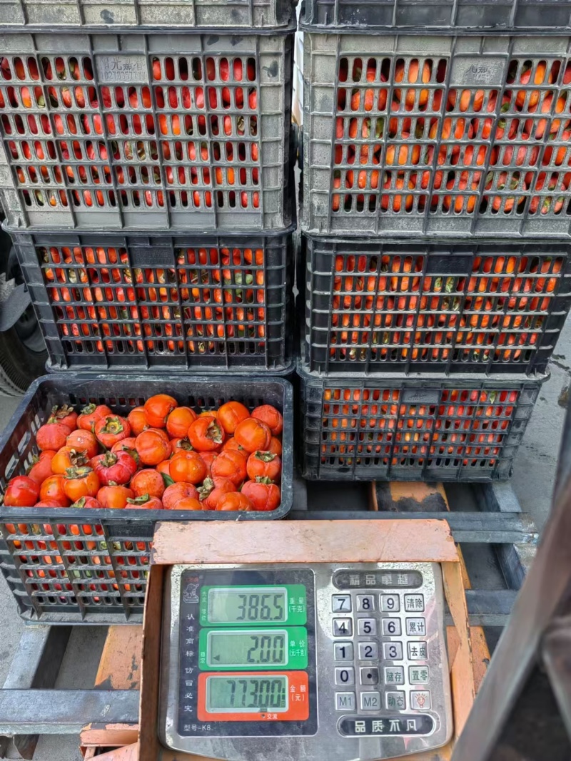 【推荐】红灯笼柿子一手货源供应市场商超电商量大价优