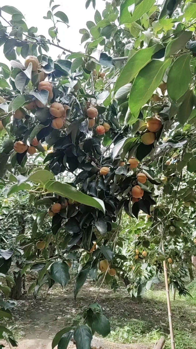 【推荐】红灯笼柿子一手货源供应市场商超电商量大价优