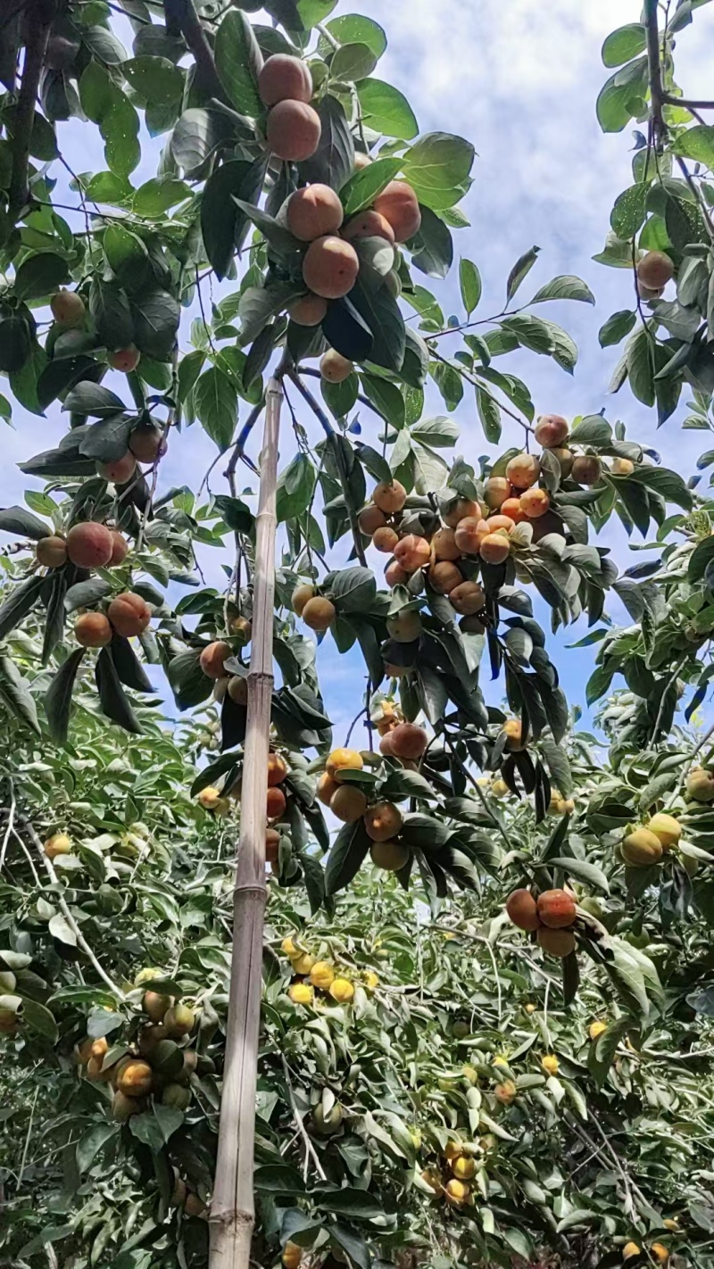 【推荐】红灯笼柿子一手货源供应市场商超电商量大价优
