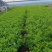 小叶扶芳藤大叶扶芳藤价格优惠