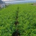 小叶扶芳藤大叶扶芳藤价格优惠