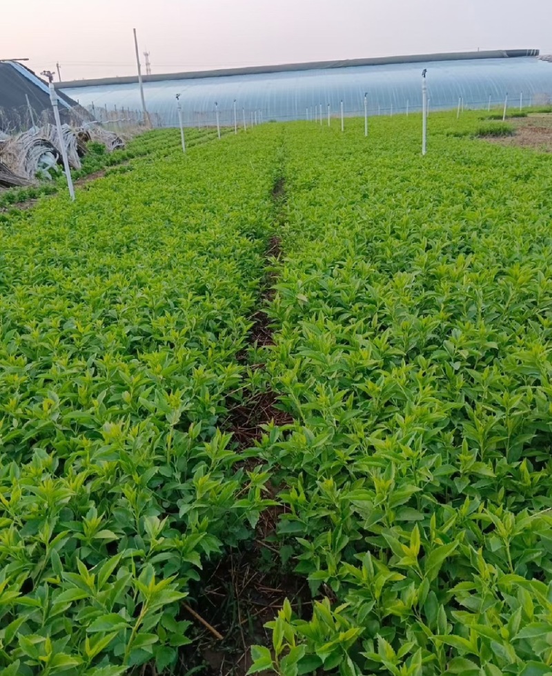 小叶扶芳藤大叶扶芳藤价格优惠