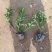 小叶扶芳藤大叶扶芳藤价格优惠