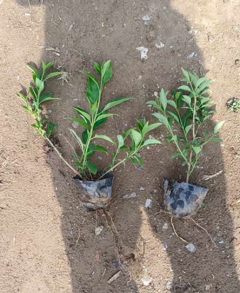 小叶扶芳藤大叶扶芳藤价格优惠