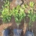 小叶扶芳藤大叶扶芳藤价格优惠