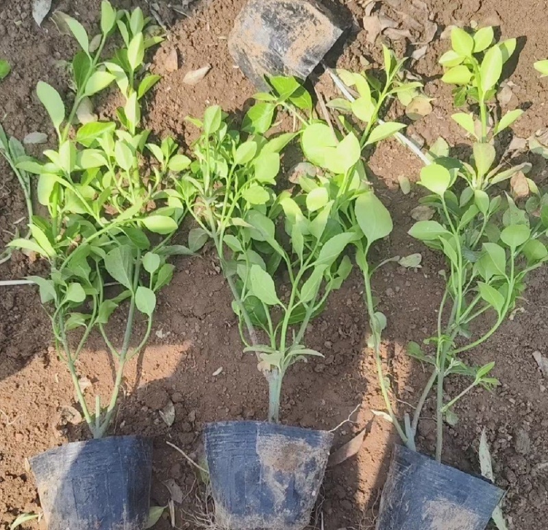 小叶扶芳藤大叶扶芳藤价格优惠
