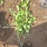 小叶扶芳藤大叶扶芳藤价格优惠