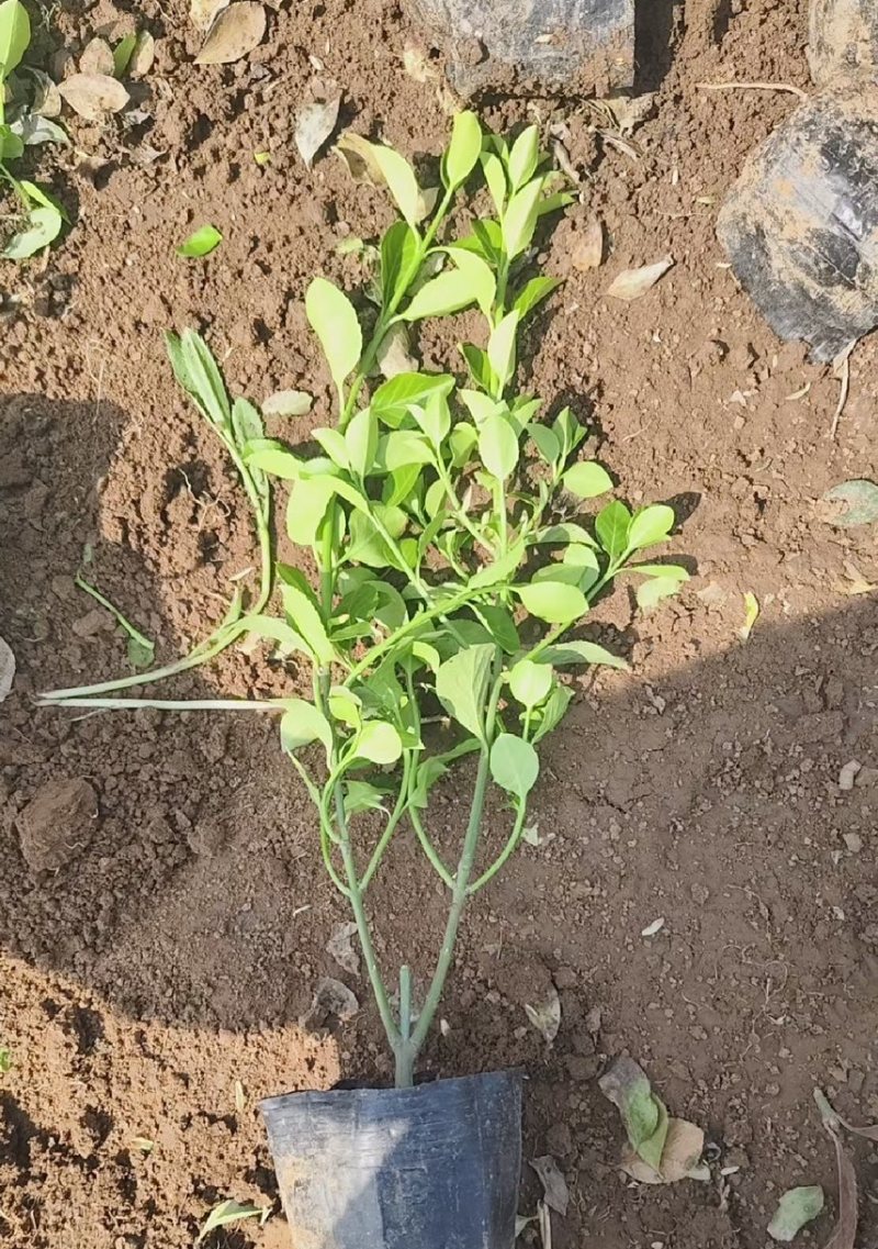 小叶扶芳藤大叶扶芳藤价格优惠