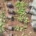 小叶扶芳藤大叶扶芳藤价格优惠