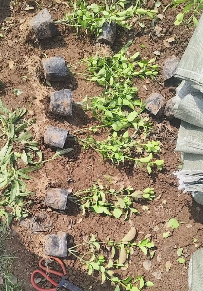 小叶扶芳藤大叶扶芳藤价格优惠