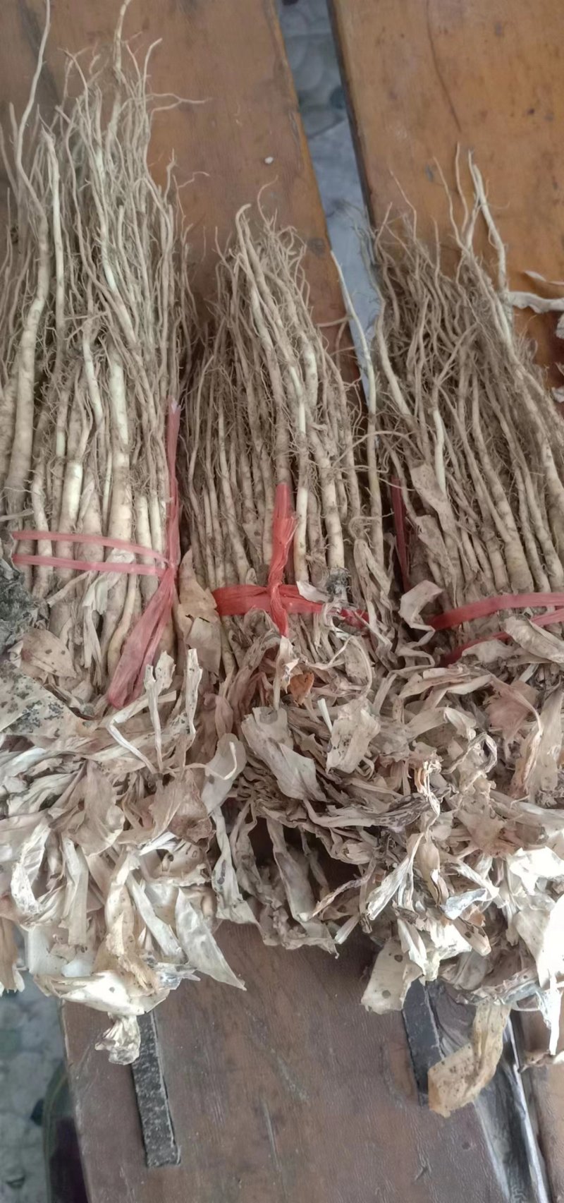 秦艽种苗