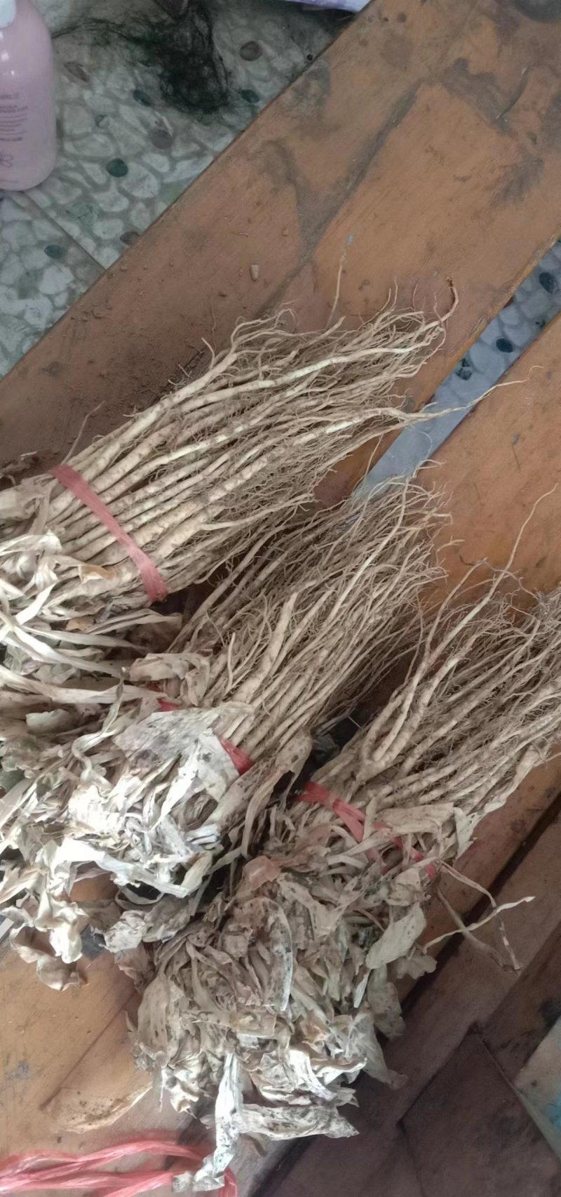 秦艽种苗
