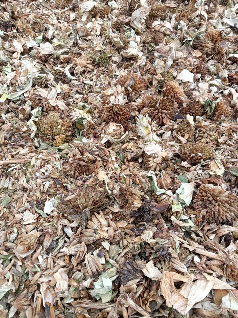 秦艽种苗