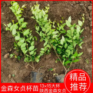 金森女贞大杯苗