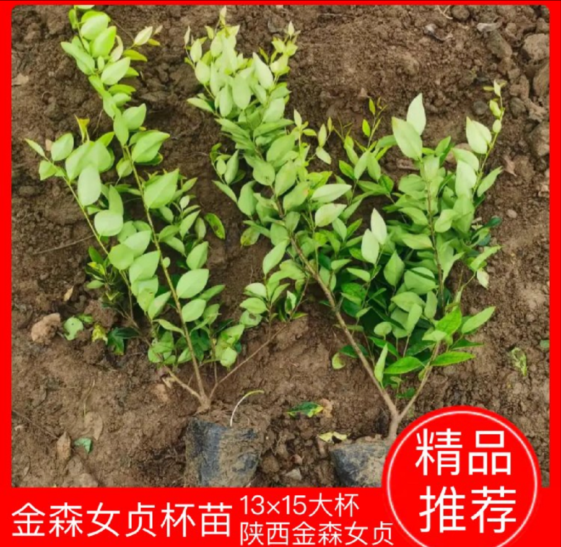 金森女贞大杯苗