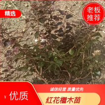 红花继木大杯苗，红花继木球，红花继木球