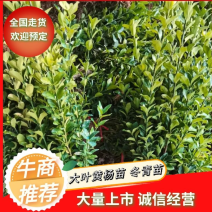 大叶黄杨苗小叶黄杨苗量大价格实惠