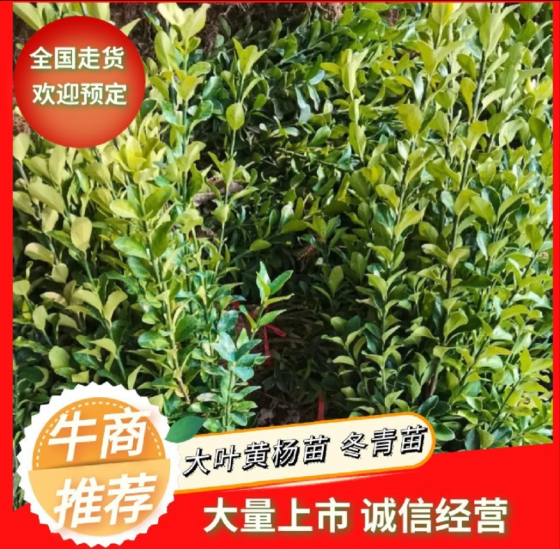 大叶黄杨苗小叶黄杨苗量大价格实惠