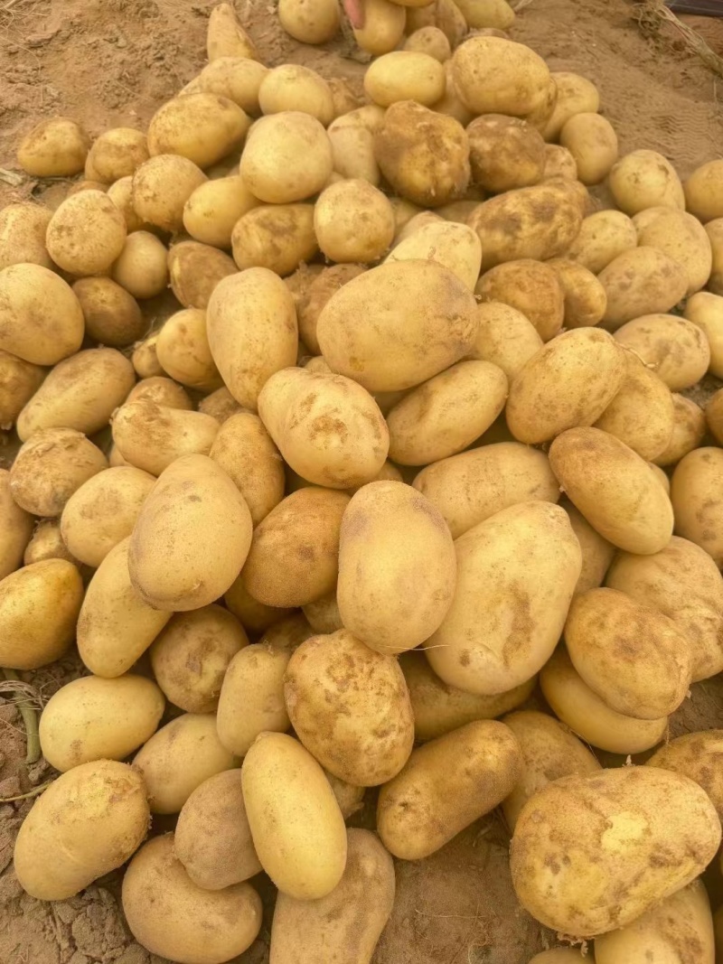 【推荐】大西洋土豆一手货源供应市场商超电商量大价优