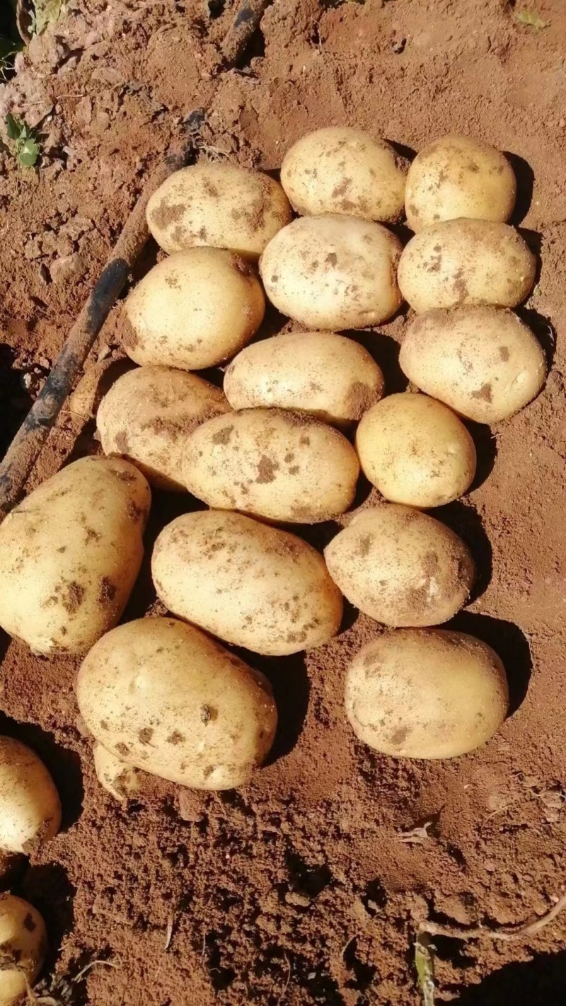 【推荐】大西洋土豆一手货源供应市场商超电商量大价优