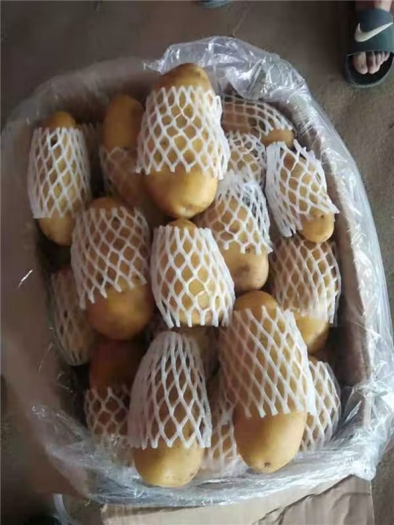 【推荐】大西洋土豆一手货源供应市场商超电商量大价优