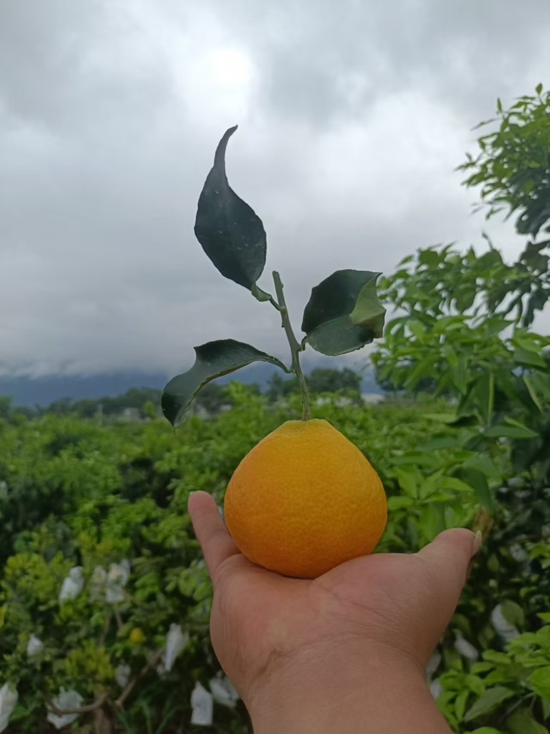 云南爱媛38果冻橙，大量上市中，需要的欢迎联系我，