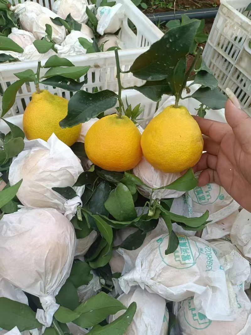 云南爱媛38果冻橙，大量上市中，需要的欢迎联系我，