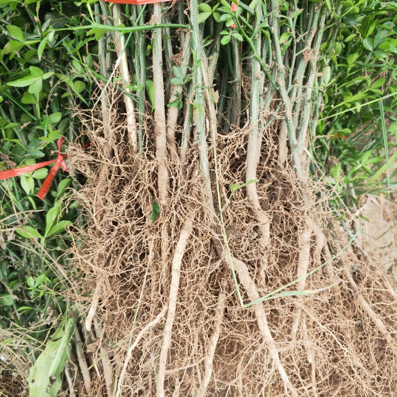 枸橘苗2年枸橘苗铁篱笆绿篱苗嫁接橘子用枳壳苗