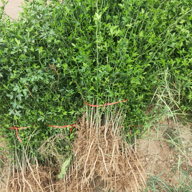 枸橘苗2年枸橘苗铁篱笆绿篱苗嫁接橘子用枳壳苗