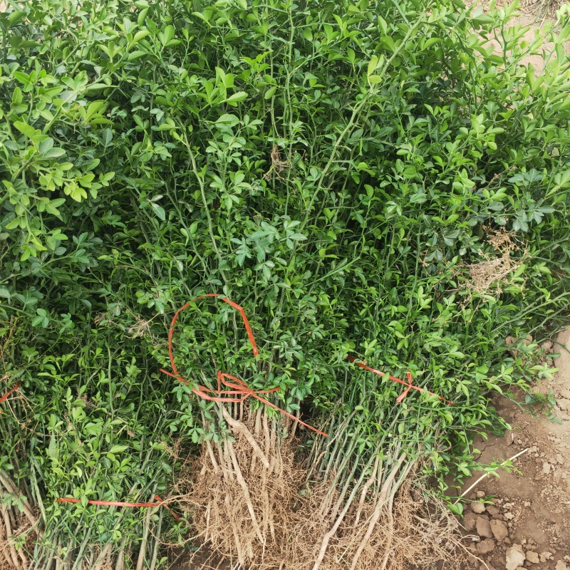 枸橘苗2年枸橘苗铁篱笆绿篱苗嫁接橘子用枳壳苗