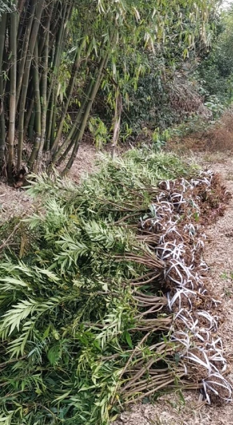十大功劳苗可视频看货