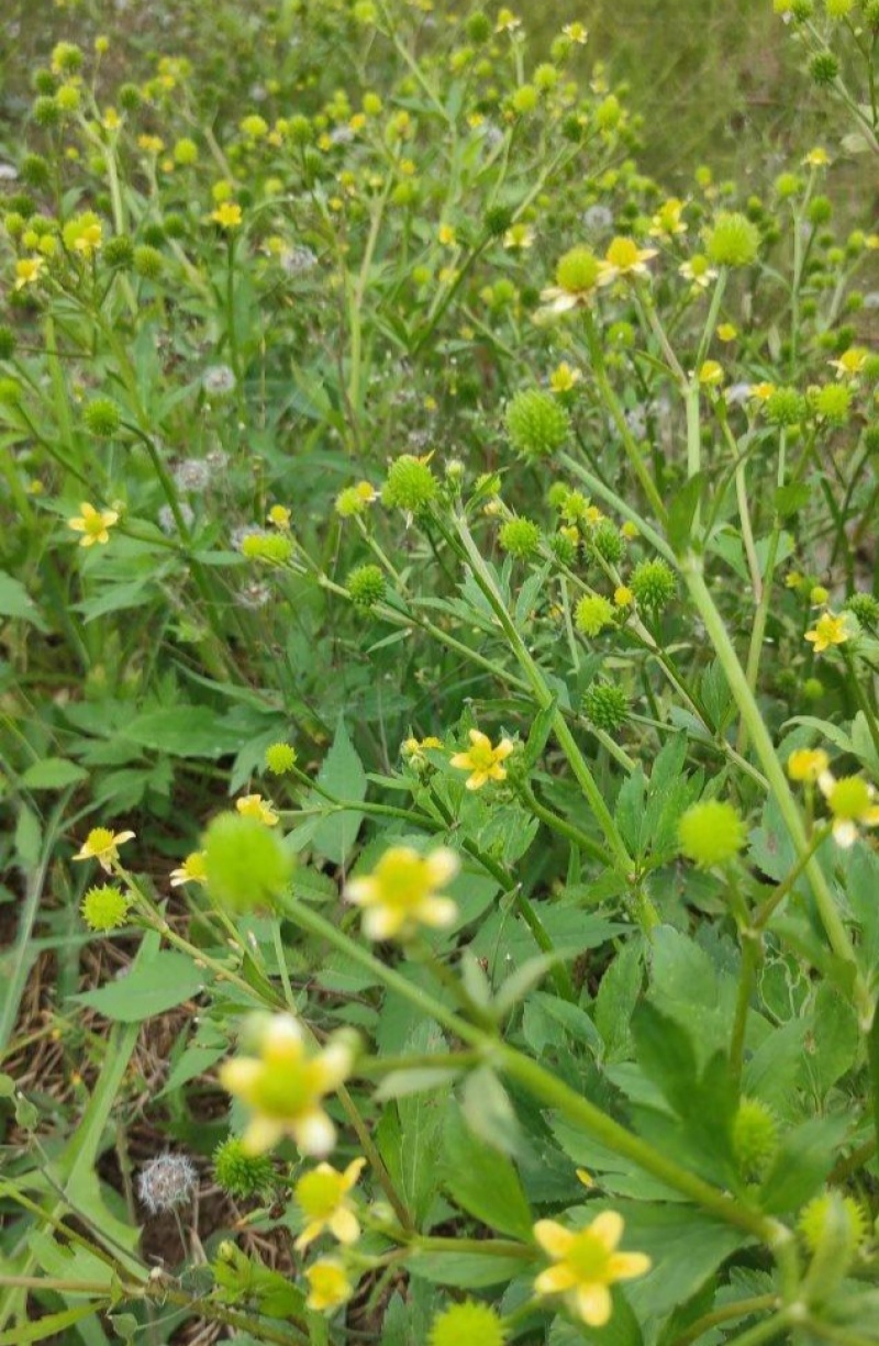 野生猫爪草种子三散草小毛茛材煲汤食用一年生草本植物种籽