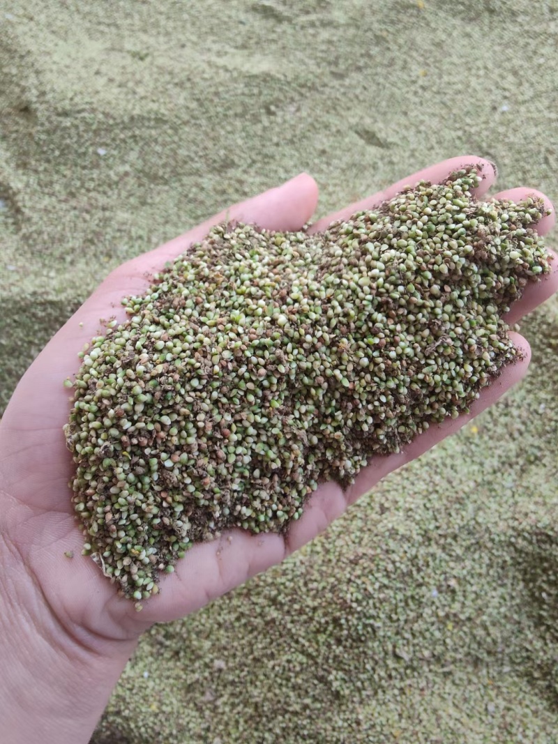 野生猫爪草种子三散草小毛茛材煲汤食用一年生草本植物种籽